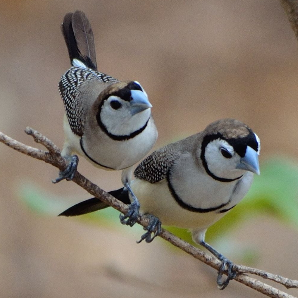 Double Barred Finches 1000x1000.jpg